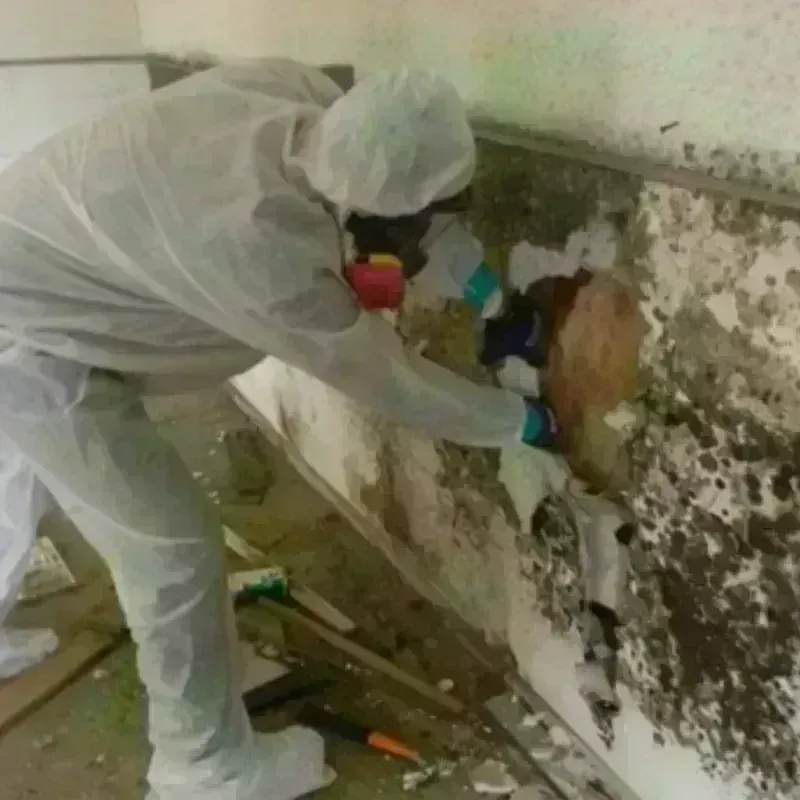 Mold Remediation and Removal in Canyon Day, AZ